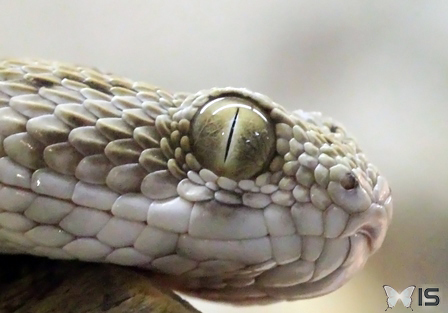 Oeil d'un serpent